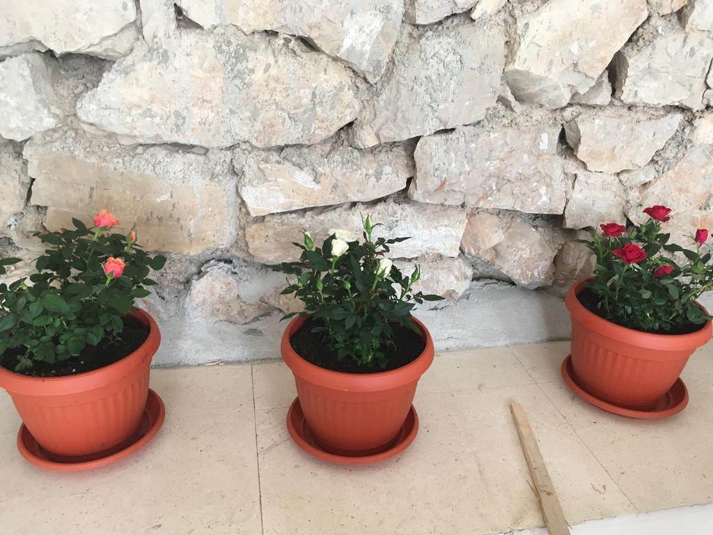 Apartment Petra